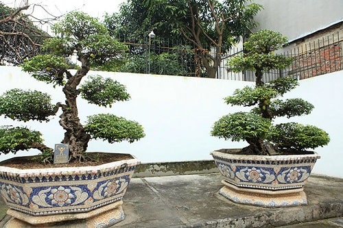 cây cảnh cổ nhất Việt Nam 3