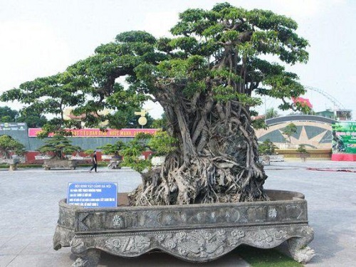 cây cảnh cổ nhất Việt Nam 2