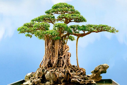 cây cảnh cổ nhất Việt Nam 3