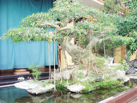 cây cảnh cổ nhất Việt Nam